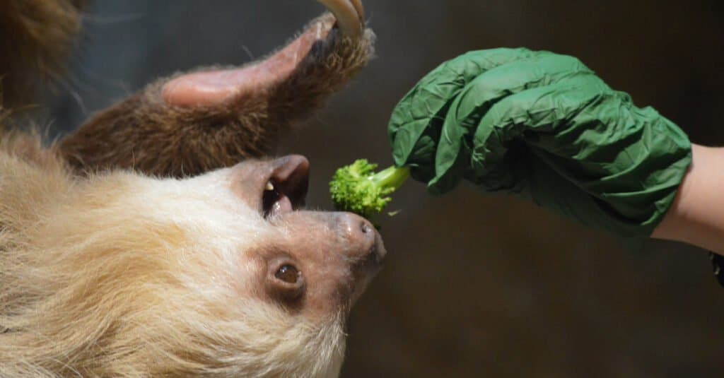 sloth with human teeth