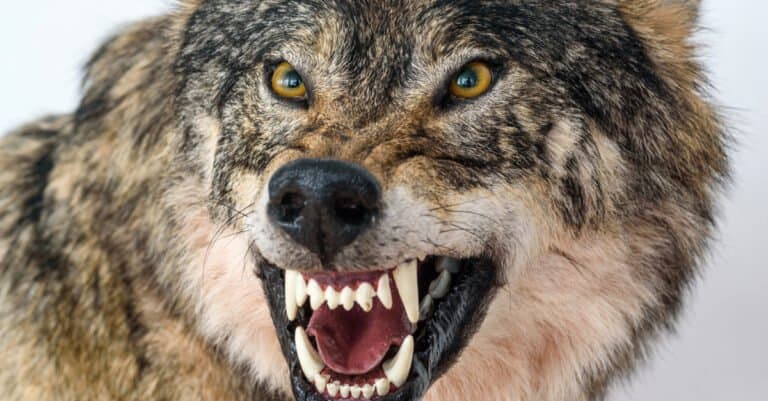Wolf Teeth - Wolf Displaying Teeth