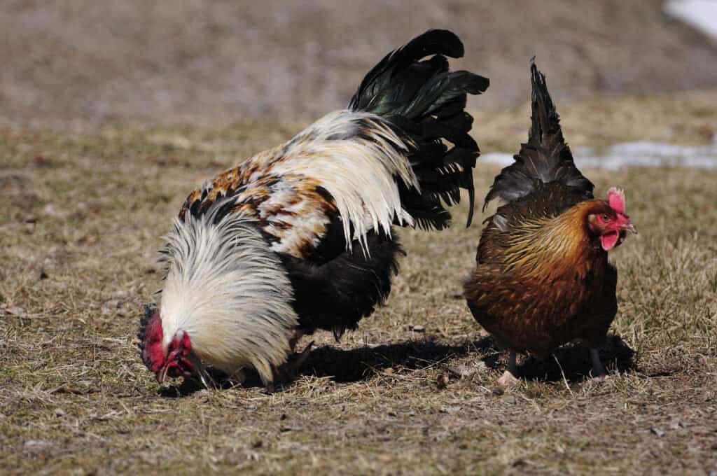 rooster vs hen
