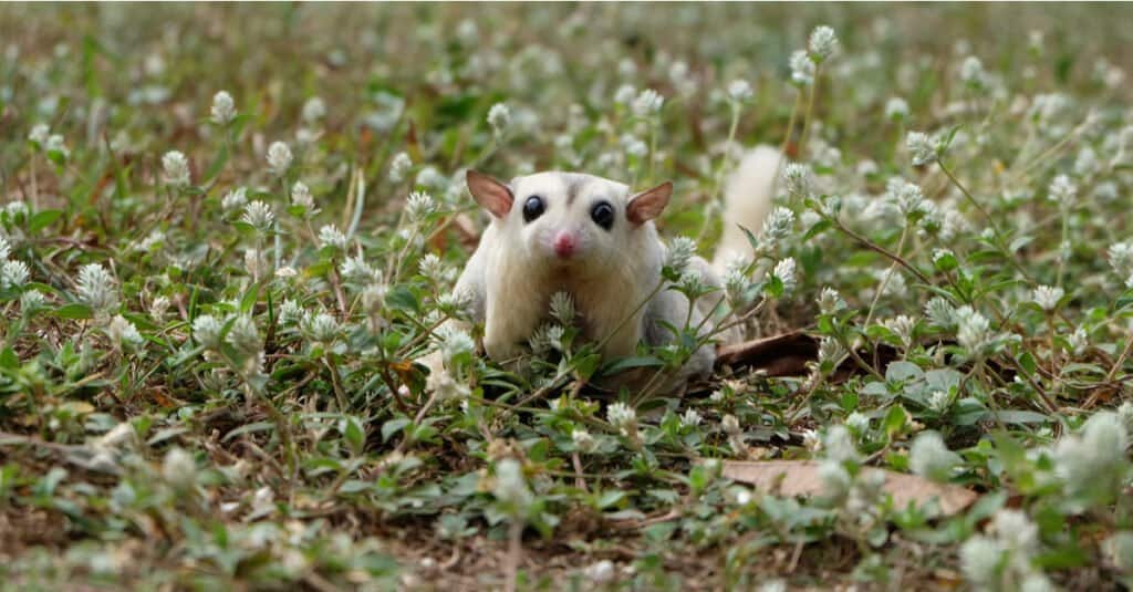 baby sugar glider in a flower field