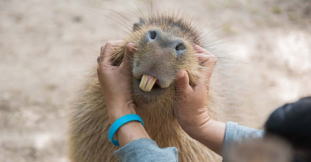 Capybara Teeth - ฟันหน้า