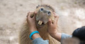 10 Incredible Capybara Facts Picture