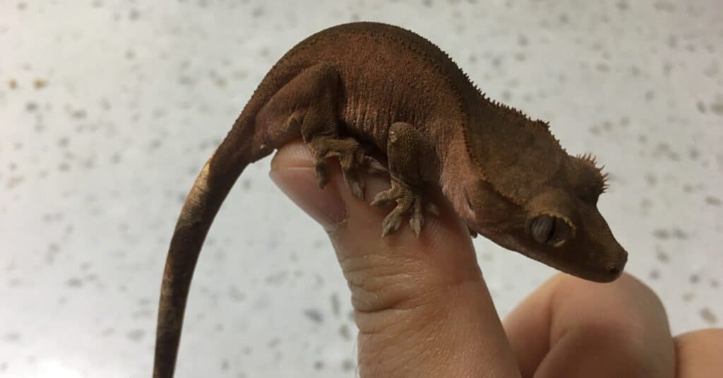 Crested Gecko - Bicolor