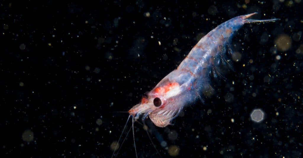 What do krills eat - krill in dark