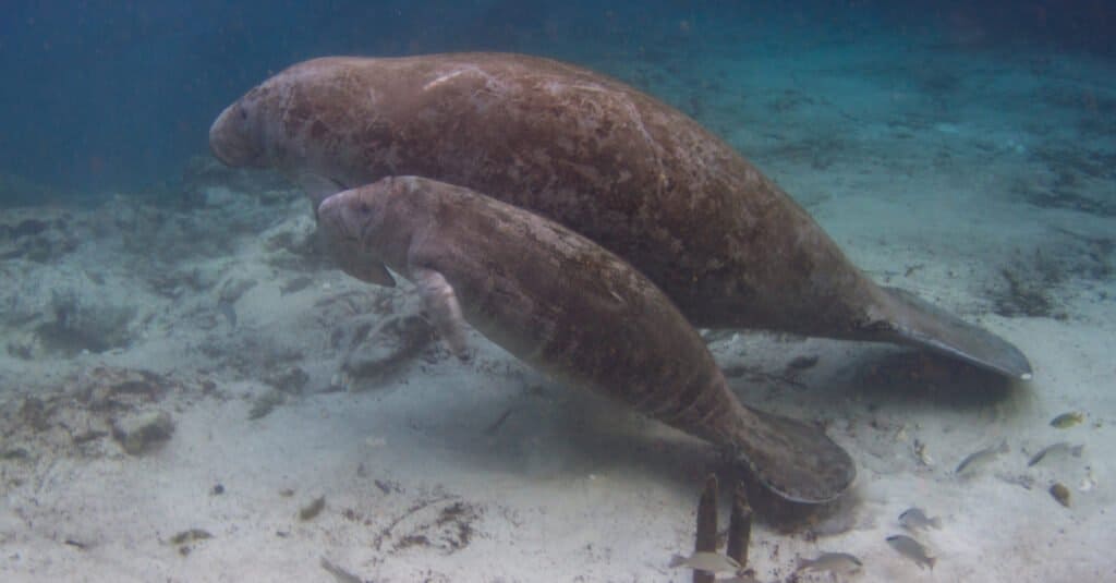 baby manatee portrait