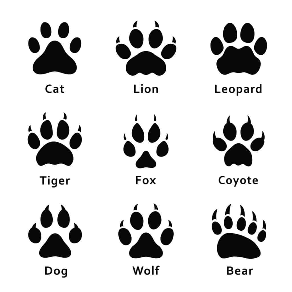 Different mammal tracks