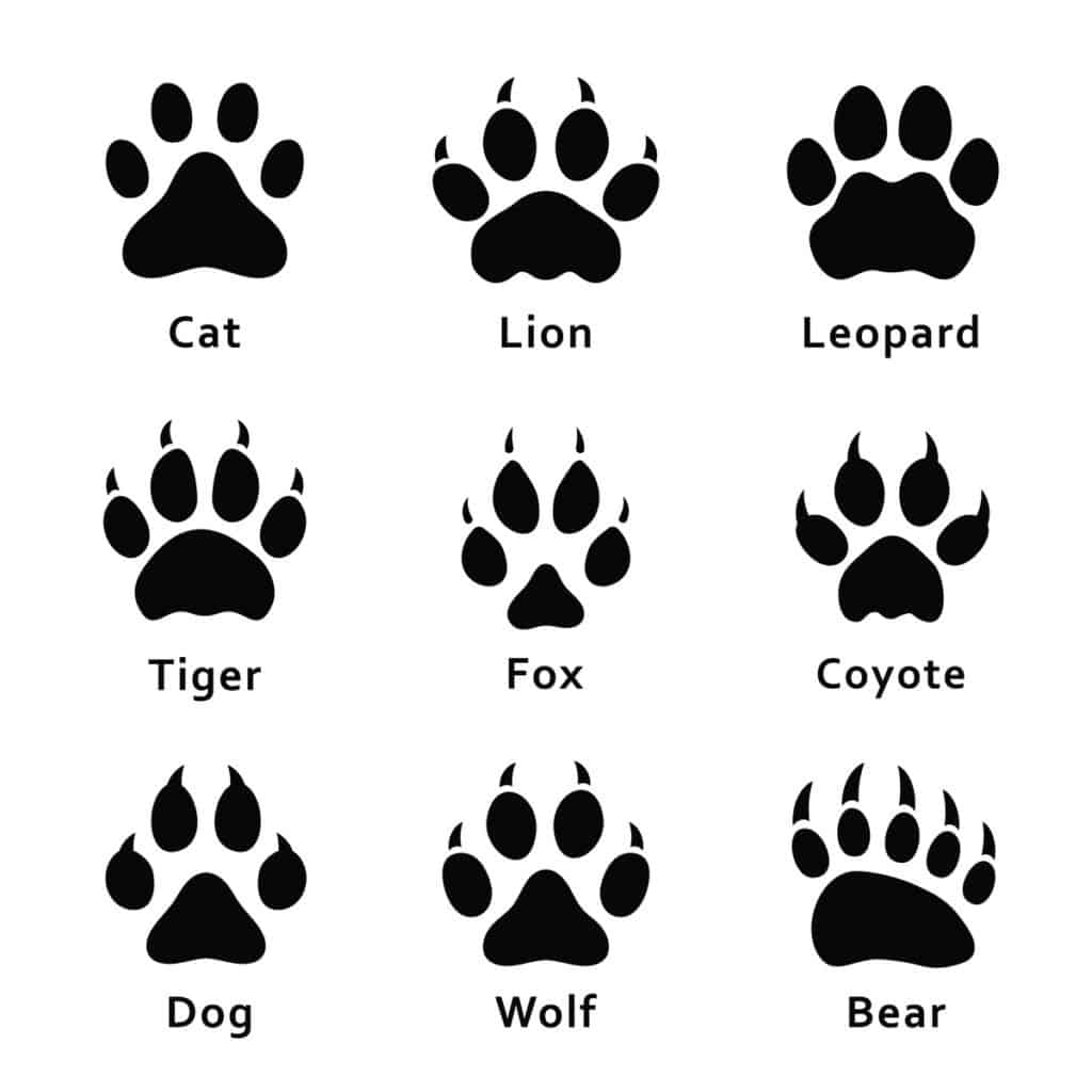 Coyote Tracks - Comparison vs Bear and Wolf