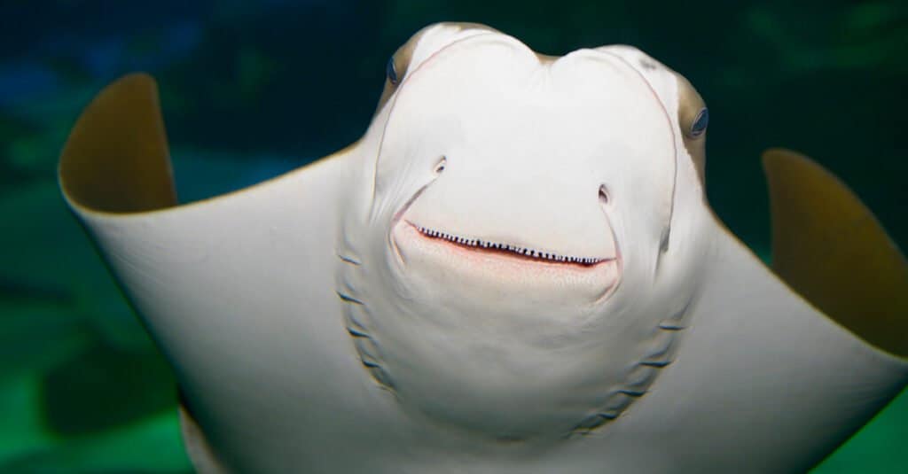 Stringray Teeth - Stringray Mouth