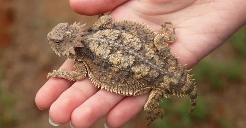 regal horned lizard