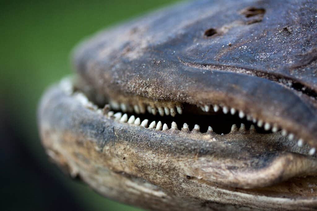 Arapaima Teeth - Arapaima