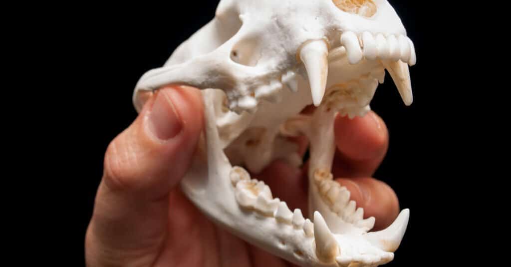 Badger Teeth - Skull of Badger