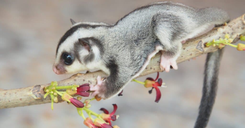 cute baby sugar glider