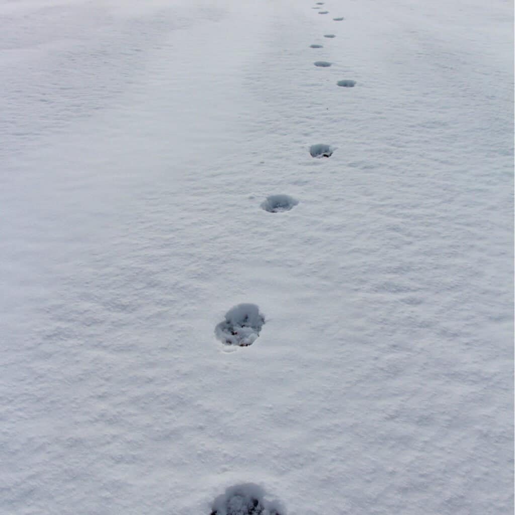 Coyote Tracks - IN the snow