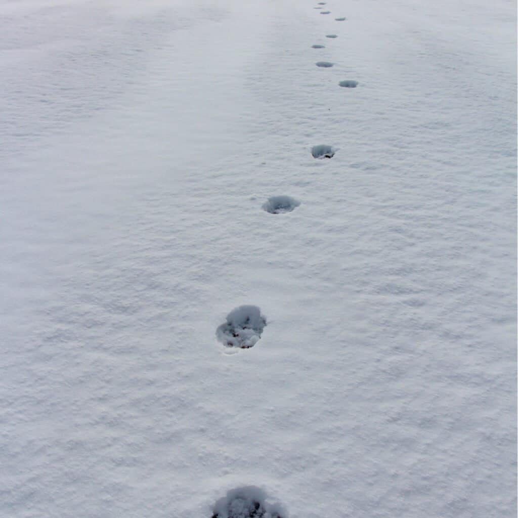 Coyote Paw Prints In Snow