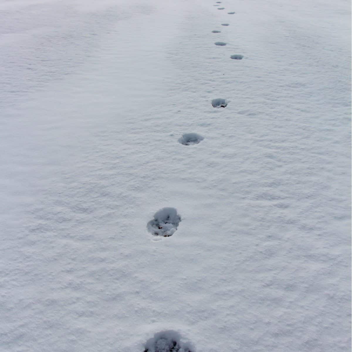 Collection 92+ Images what do coyote tracks look like in the snow Sharp