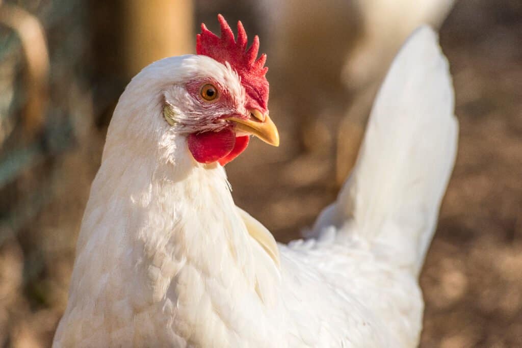 leghorn chicken