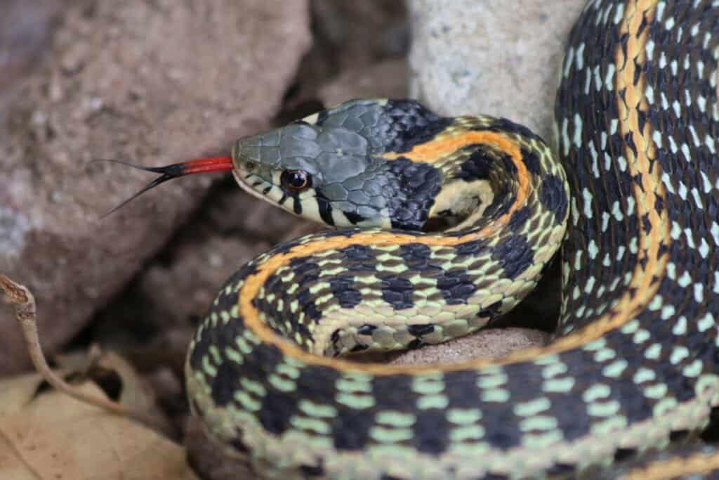 Blackneck garter snakes live in grasslands and woodlands close to water.