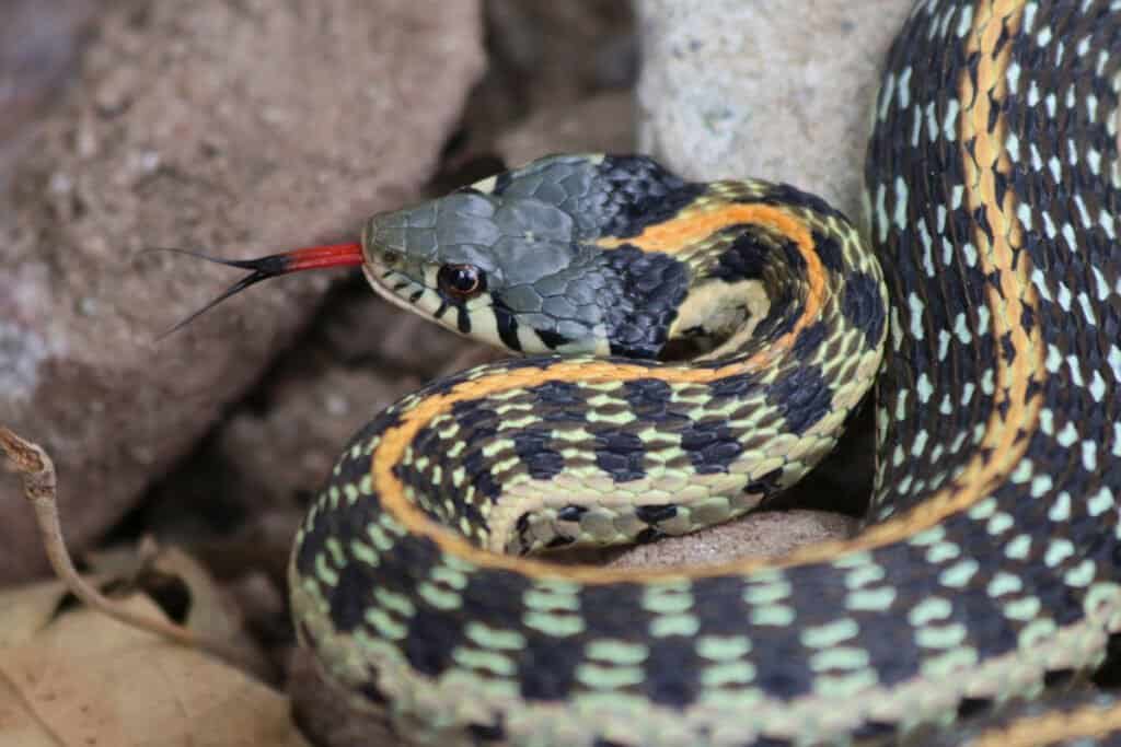 Snakes Of Colorado Identification at Florence Newman blog