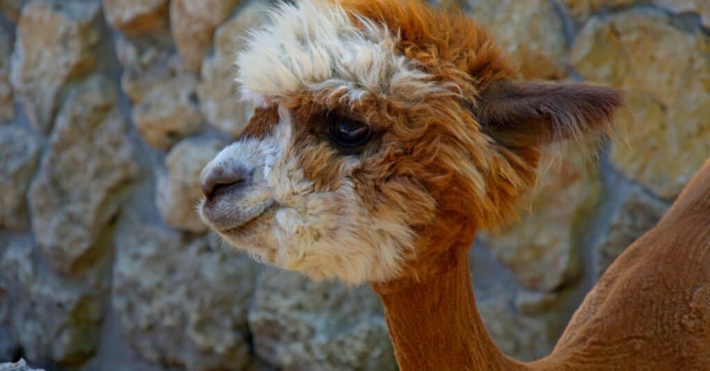 baby alpaca portrait