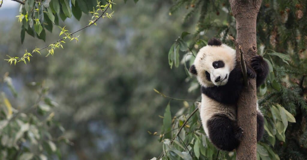 Are Pandas Dangerous - Giant Panda