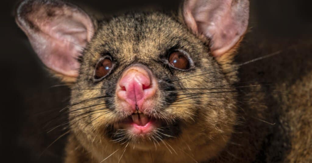 opossum teeth