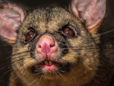 A Discover The Largest Possum In The World