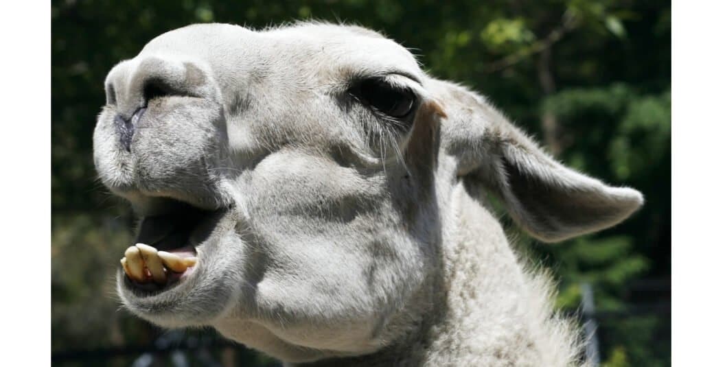 Llama Teeth - ฟันล่าง