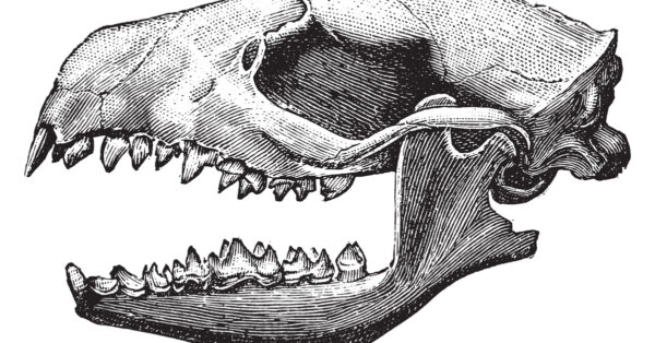 Hedgehog Teeth: Everything You Need to Know - A-Z Animals