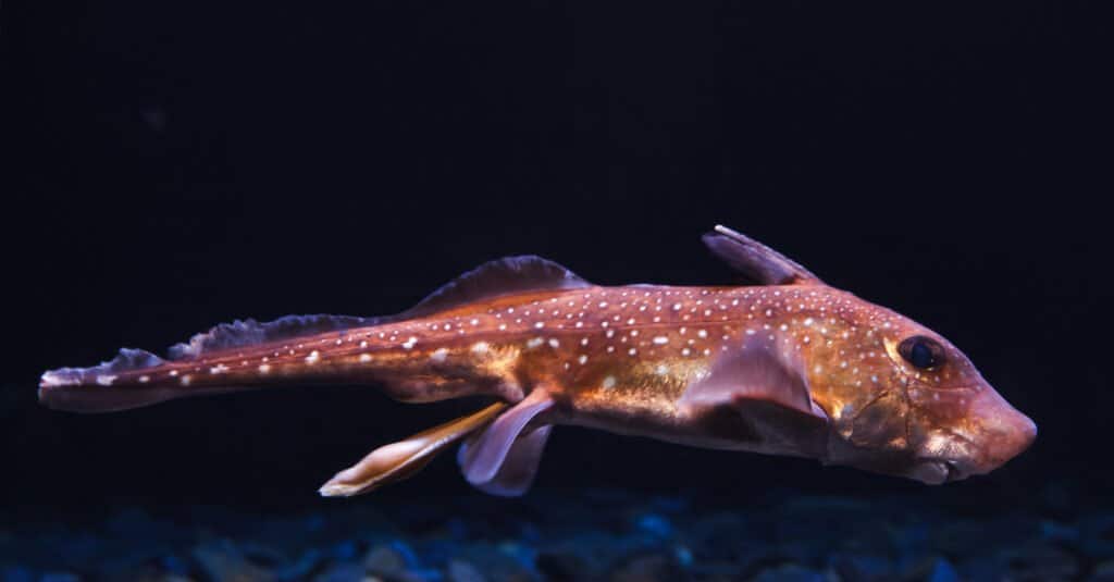 Chimaera were spotted on muddy ridges on the seamounts.