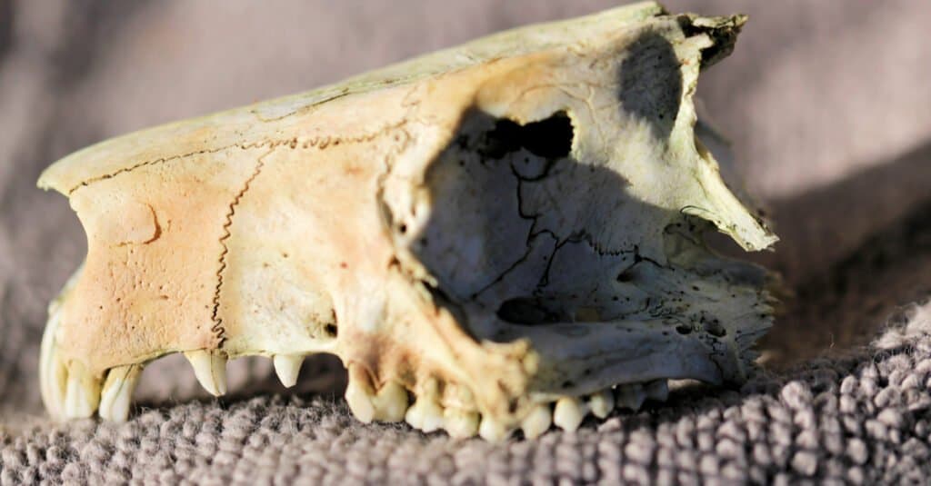 Possum Teeth - Skull of a ringtail possum