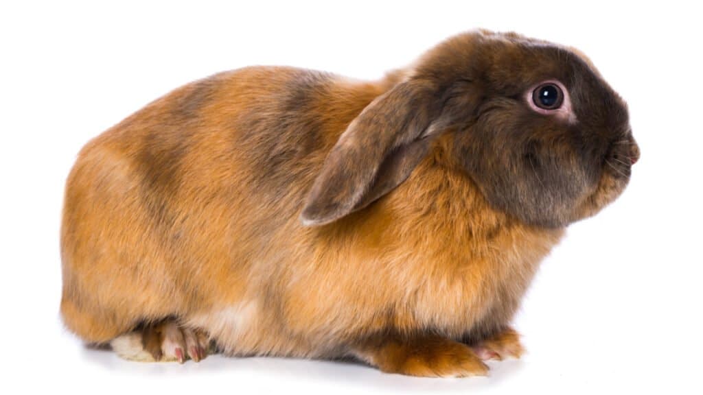 Brown satin rabbit