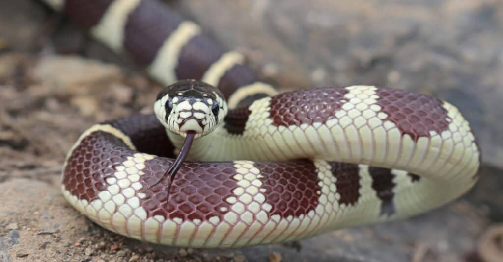 Kingsnake vs Rattlesnake - California Kingsnake (Lampropeltis californiae) Banded Color Phase