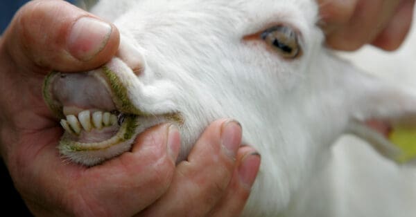 Goat Teeth: Do Goats Have Upper Teeth? - A-Z Animals