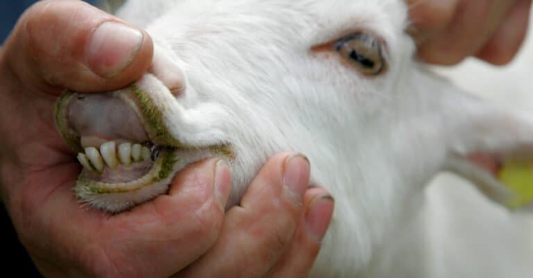 Do Goats Have Upper Front Teeth