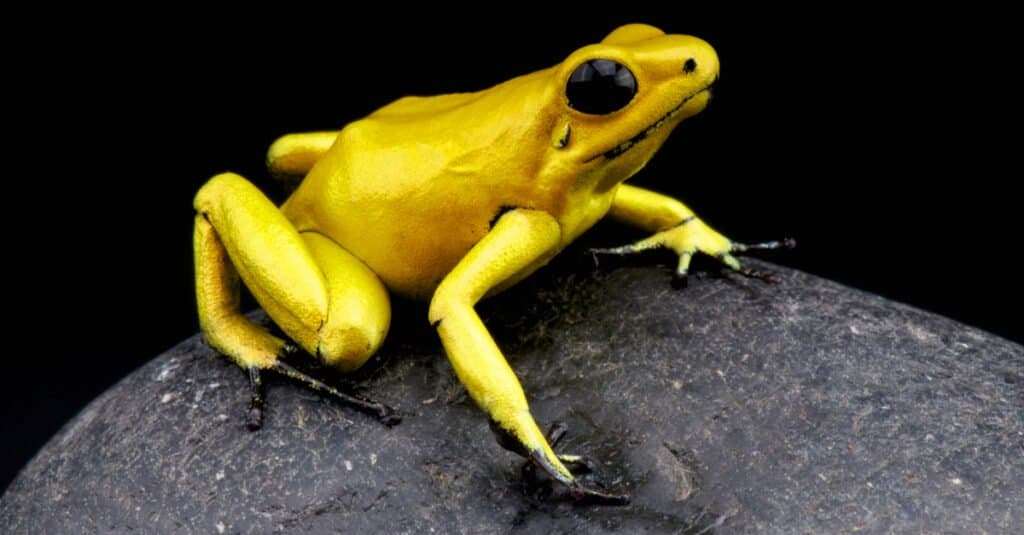 golden poison dart frog baby