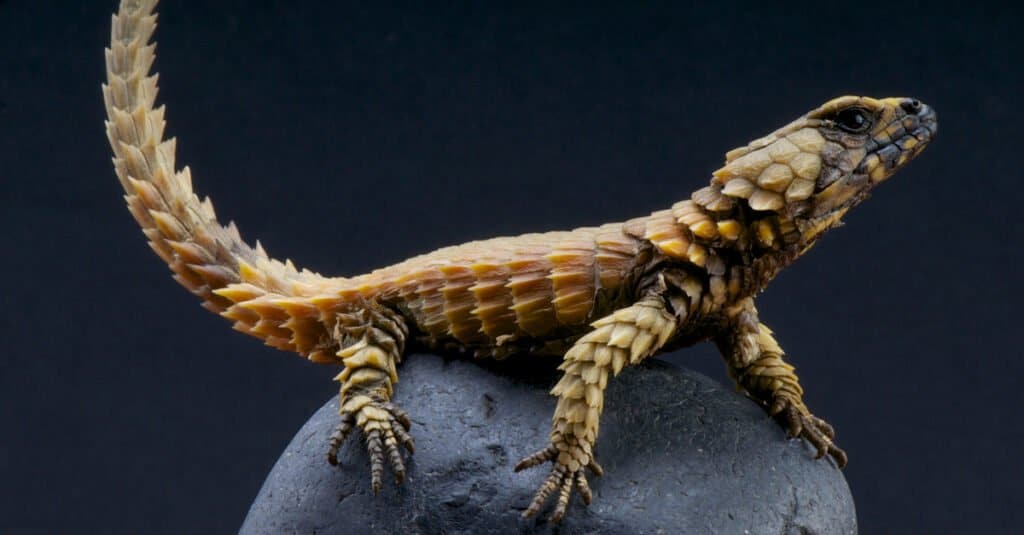 Lizards Look LIke Dragons - Armadillo Lizard