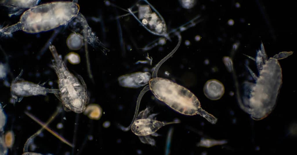 Sinh vật phù du ăn gì - Zooplankton