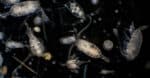 What Do Plankton Eat - Zooplankton