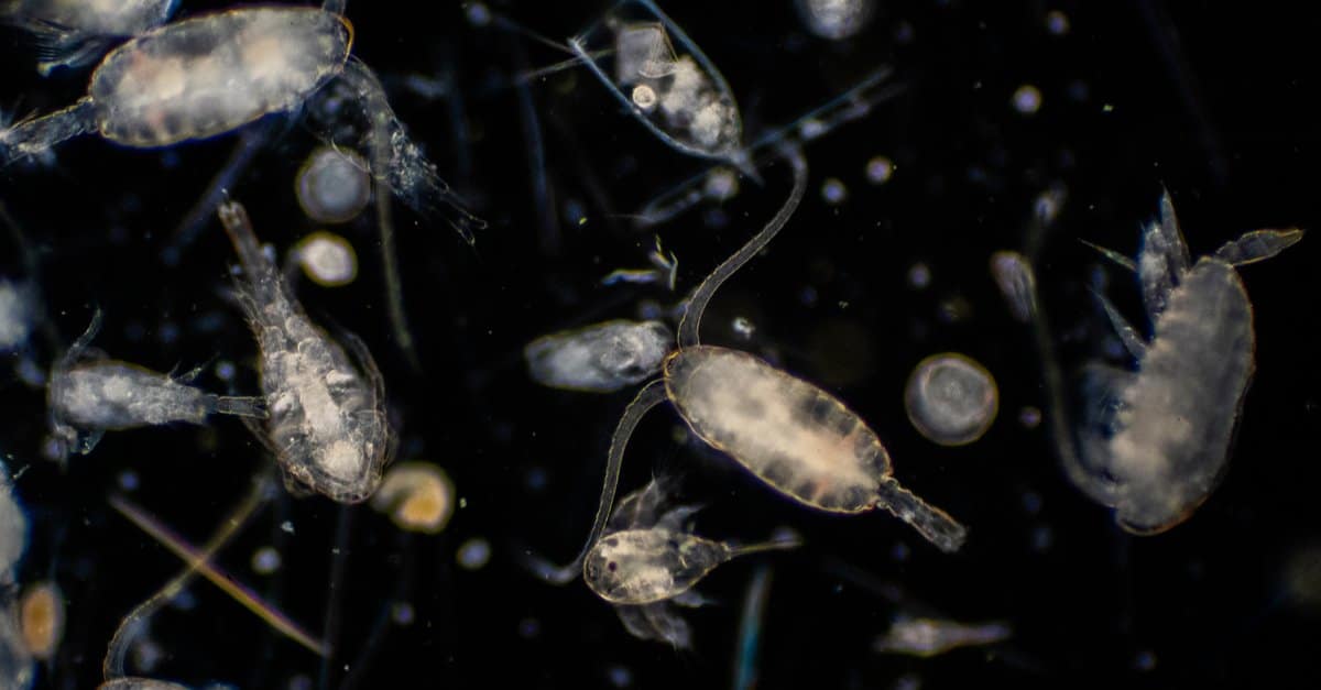 What Do Plankton Eat? Their Diet Explained - AZ Animals