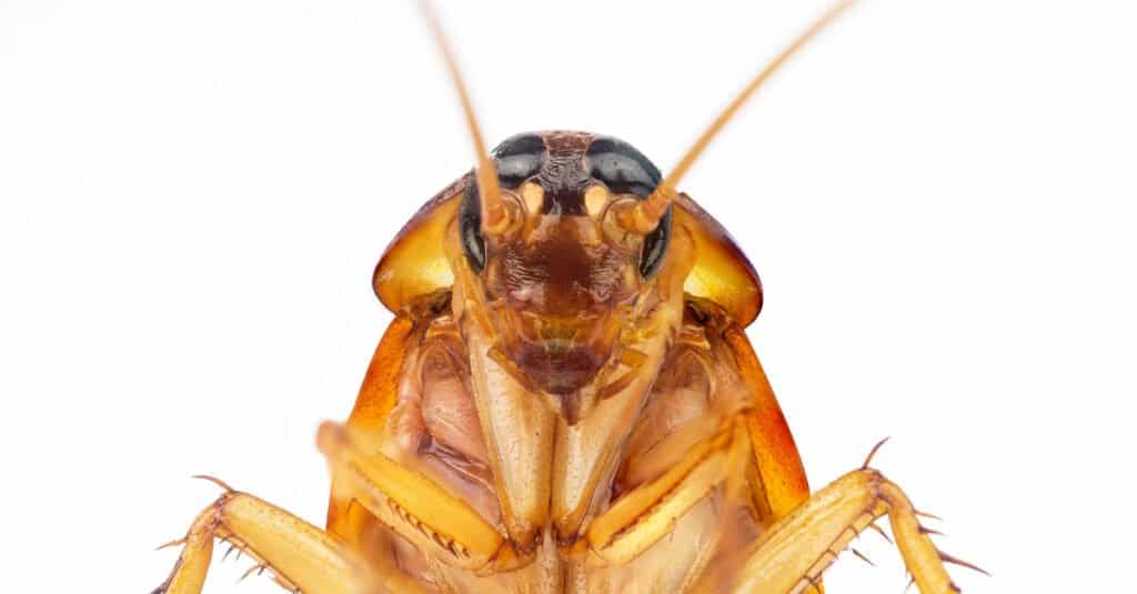 What Do Cockroaches Look Like - Cockroach Head