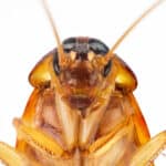 Have you ever wondered where roaches go in the winter? Keep reading to find out where these bugs go during cold months!