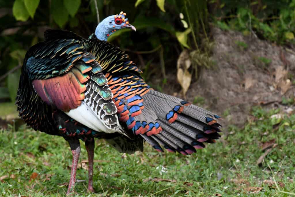 ocellated turkey