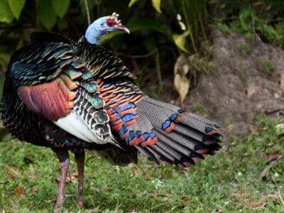 Ocellated Turkey Picture