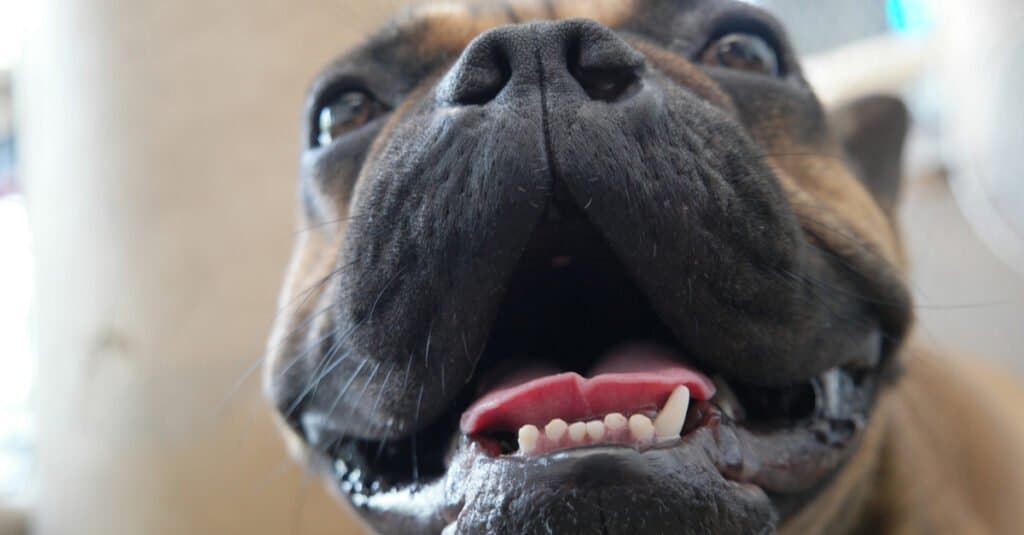 Bulldog Teeth - French Bulldog Puppy