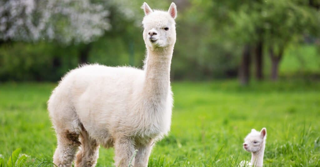 baby alpaca and mother