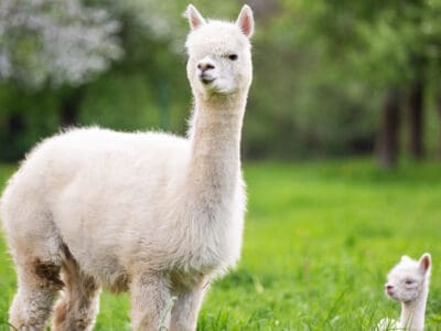A 10 Incredible Alpaca Facts