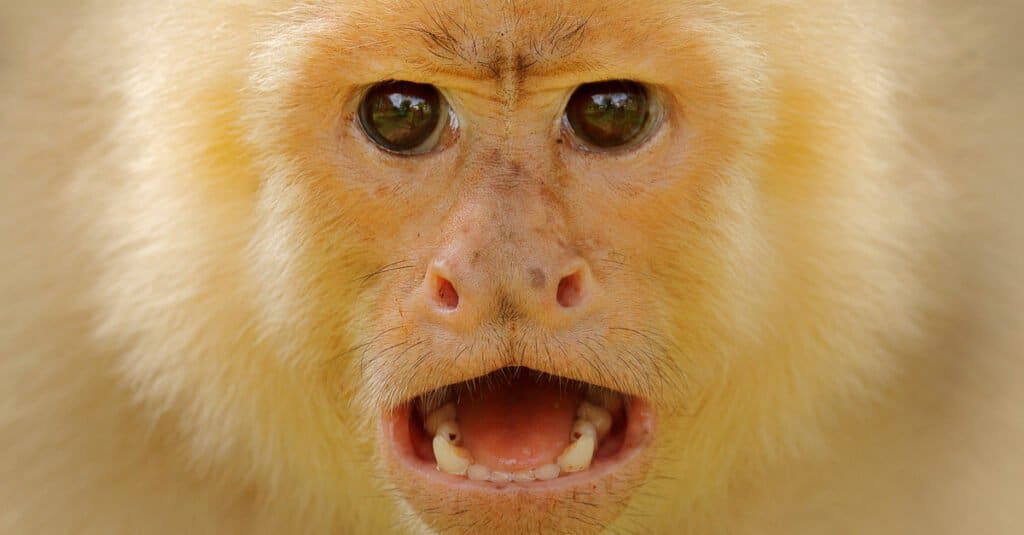 Capuchin Teeth - Close Up