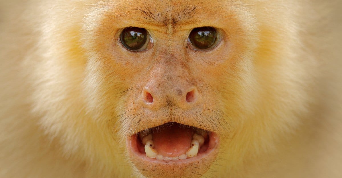 How Much It Costs to Own a Monkey in 2024: Is It Worth the Price Tag ...