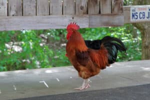 Redcap Chicken photo