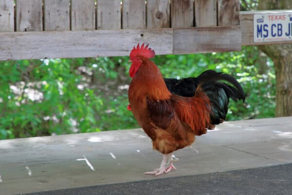 Chickens are extremely agile animals.